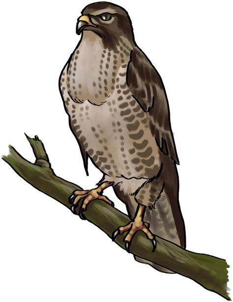 Hawk clipart cooper's hawk, Hawk cooper's hawk Transparent FREE for download on WebStockReview 2021