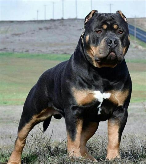 French bulldogs have erect bat ears and a charming, playful disposition. Rottweiler Mix With Pitbull "Pitweiler" - Junk Feeds