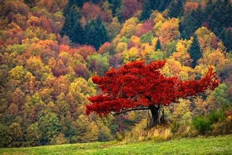 Join The The Beauty Of Fall Photo Contest 2018 And Win