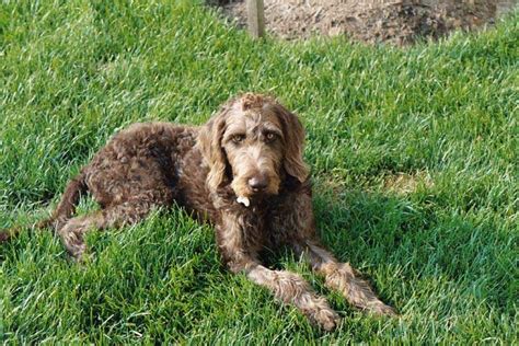 Weimardoodle Weimaraner Poodle Mix Info Temperament Training