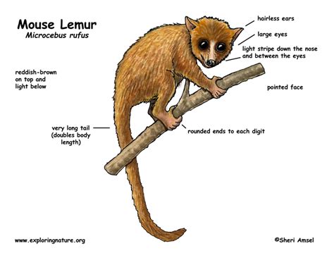 Show Me A Picture Of A Lemur Jim Hensons Animal Show With Stinky And
