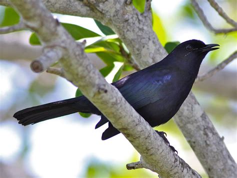 Birds Of The World Mockingbirds And Allies Mimidae