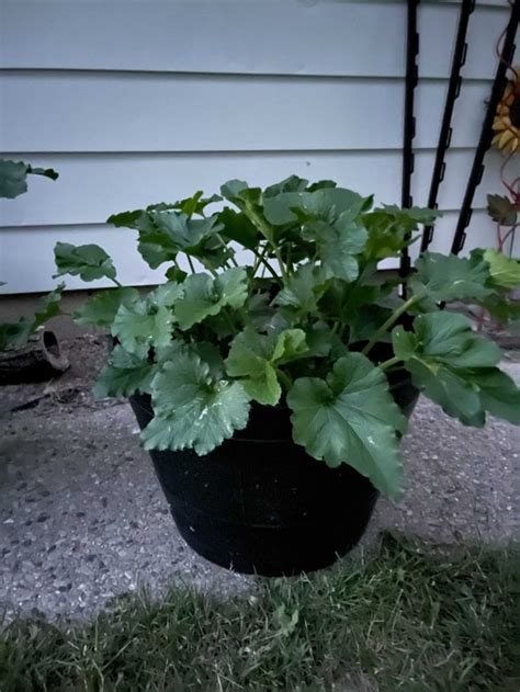 The large, abundant leaves on a zucchini plant provide shade and keep out weeds by blocking sunlight from reaching the soil and providing nourishment for the weeds. Should I prune some leaves from my zucchini plant ...