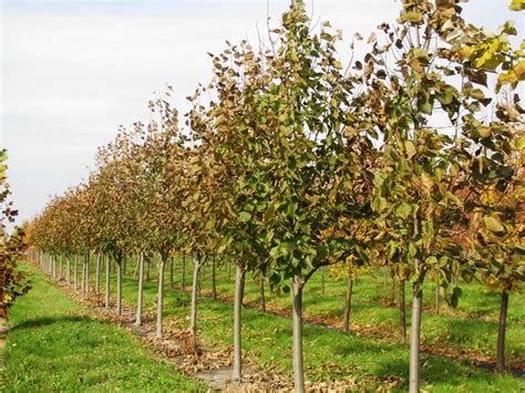 We did not find results for: Tilia americana 'Redmond' - Spring Grove Nursery