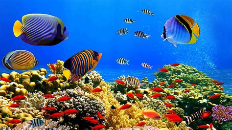 Hd Wallpaper Coral Reef Stony Coral Colorful Coral