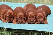 IRISH SETTER PUPPIES !!! - Exclusively Setters
