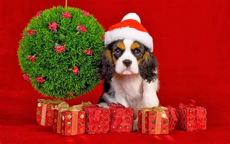 We know how hard it is to find that perfect gift for someone and that's why. Best Christmas Gift Ideas for your Dogs | Australian Dog Lover