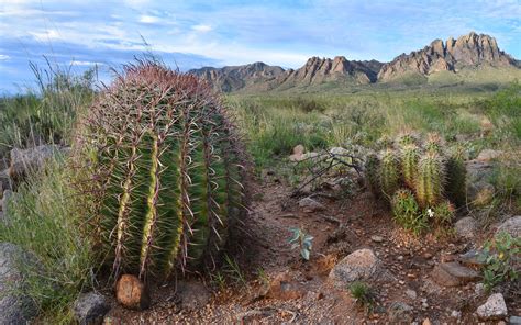 Chihuahuan Desert Plants Pets Lovers