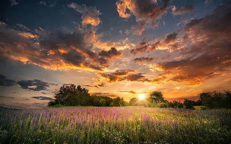 Summer Flower Sunsets Wallpapers Wallpaper Cave