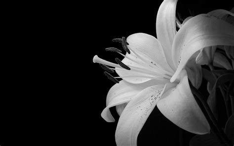 Amazing White Flower Black White Wallpaper Hd Widescreen Desktop