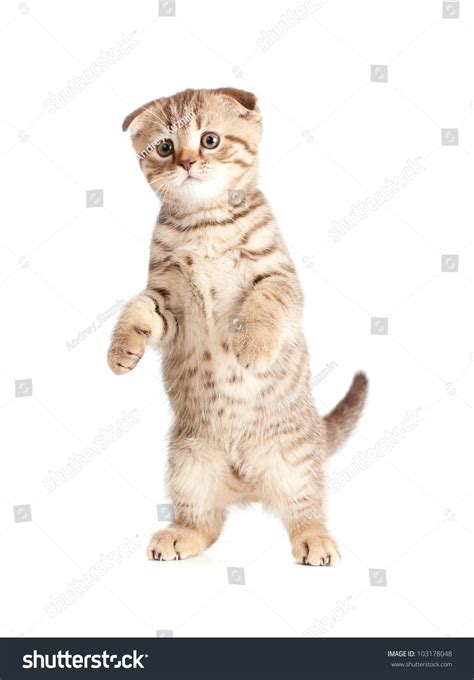 Scottish Kitten Fold Standing Isolated Stock Photo 103178048 Shutterstock
