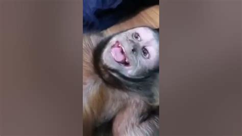 Monkey Boo Loves To Laugh🐵 ️ L Youtube