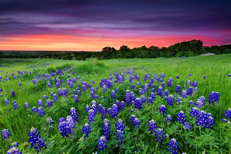 For Serious Wildflower Fans A 3 Day Trip In The Texas Hill Country