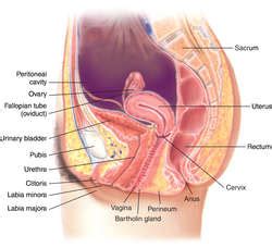 Internal genitalia | definition of Internal genitalia by ...