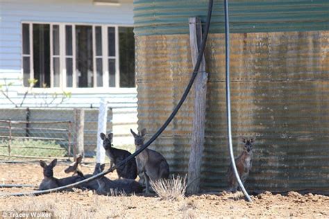 Thin Kangaroo Tells The Story Of The Drought Ravaging Australia S Outback Daily Mail Online