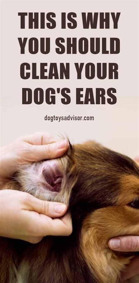 Why You Should Clean Your Dogs Ears In 2020 Dog Ear Cleaning Dogs