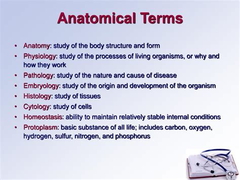 Ppt Human Anatomy Powerpoint Presentation Free Download Id6875476
