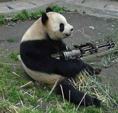 Funny Animals With Guns New Pictures 2013 Funny And Cute Animals