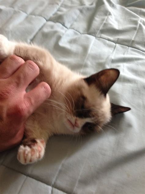 Meet Tard The Grumpy Cat 10 Pics Video Amazing Creatures