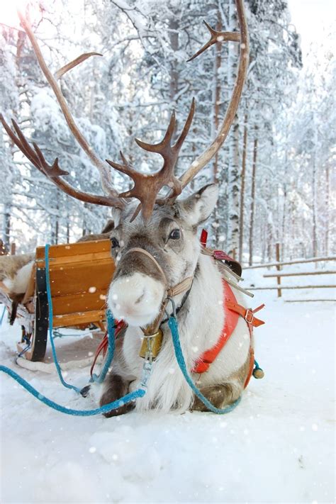 Reindeer Safari In Lapland The Complete Guide