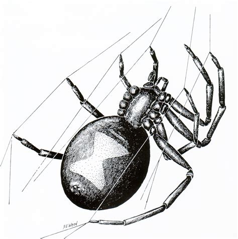 Spiders Insect Drawings