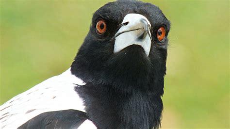 Nsw Police Shot A Magpie After It Swooped An Old Lady