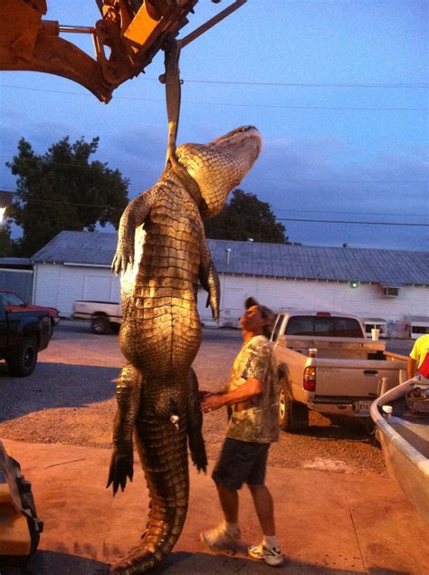 James Jimbo White Captures 760 Pound Alligator Paradise Louisiana
