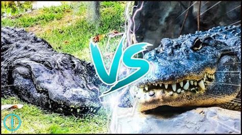 Black Caiman Vs American Alligator ─ Who Would Win In A Fight Youtube