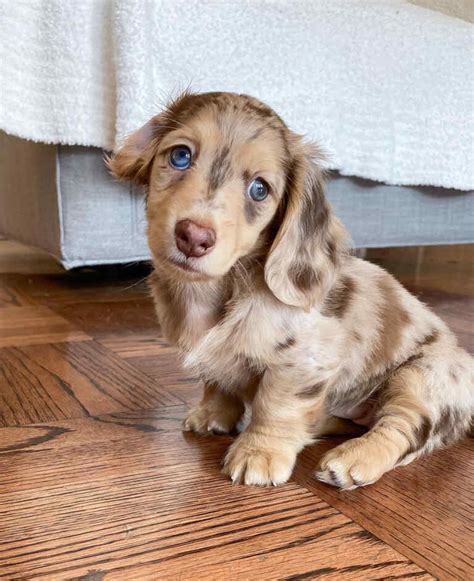 Mini Dachshund Blue Eyes Mini Dachshund Blue Eyes For Sale
