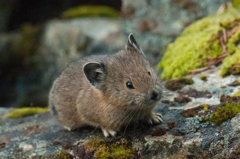 Collared Pika Ochotona Collaris Manning Provincial Park Bc Canada