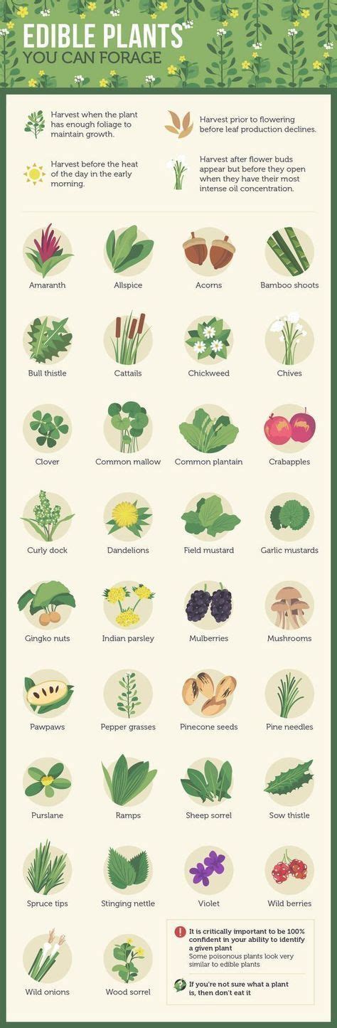 Edible Plants Guide Pdf