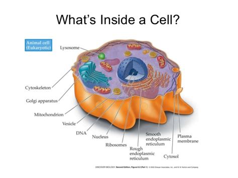 So it is called as the. Organelles in an Animal Cell