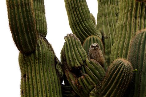 Stunning Saguaros Ten Fascinating Facts About Saguaro Cacti Desert