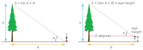 How To Measure The Height Of A Tree Using Trigonometry Solved