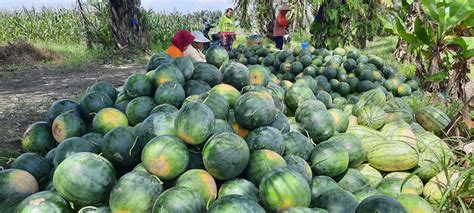 Orang kaya, semangka, ketumbar, ikan gergaji, wajan, jual obat, balapan becak. Foto: Panen Buah Semangka di Kota Stabat,Sumatera Utara ...