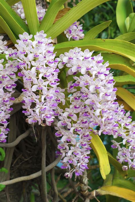 Foxtail Orchid Care Learn How To Grow Rhynchostylis Foxtail Orchid