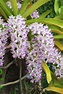 Foxtail Orchid Care - Learn How To Grow Rhynchostylis Foxtail Orchid ...