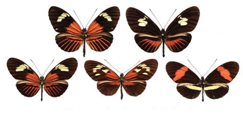 Genetic ‘paint Box Shuffled Between Butterfly Species To Create New