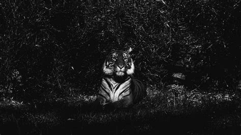 Tiger In The Darkness K Uhd Desktop Wallpapers X Hd Image My XXX Hot Girl