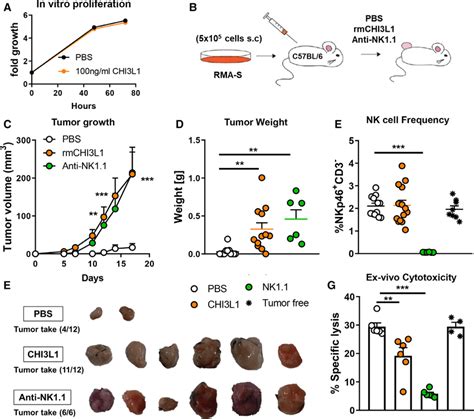 chi3l1 administration increases tumor engraftment and growth of rma s download scientific