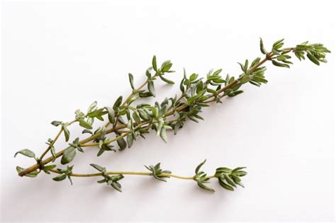Sprig Of Fresh Thyme Leaves On White Free Stock Image