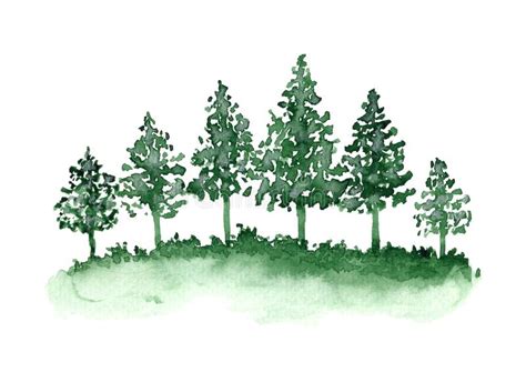 Watercolor Green Coniferous Fir Trees And Grass Stock Image Image Of