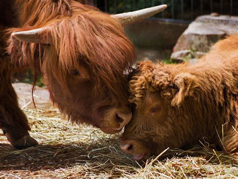 if you ever feel sad these 10 highland cattle calves will make you smile bored panda