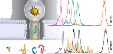 Acs Editors Choice Single Molecule Nanopore Spectrometry For Peptide Detection And More