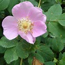 Nootka Wild Rose Flower Essence - Tree Frog Farm | Flower Essences ...