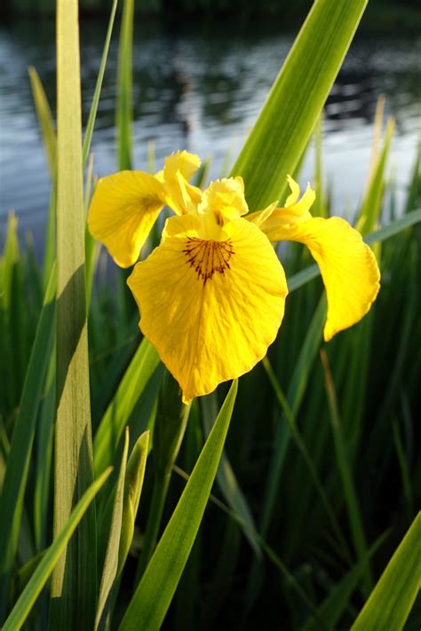 Iris Pseudacorus Wildflowers Of The National Capital Region