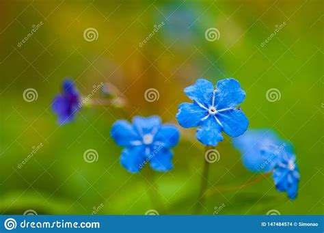 Myosotis Beautiful Blue Forest Flower In Spring Bloosom Stock Photo