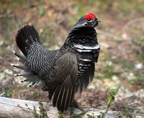A Bird Of Coniferous Forests The Spruce Grouse Inhabits Much Of Canada