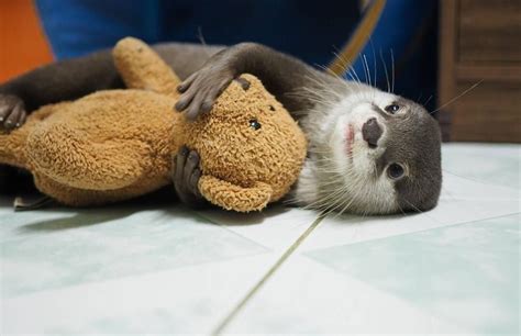 I Love Otters Cute And Cuddly
