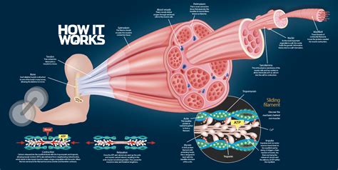 What Makes Muscles Strong How It Works